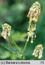 Sanguisorba minor