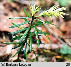 Abies alba