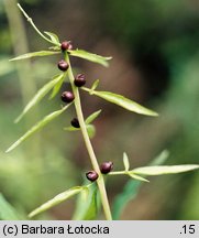 Dentaria bulbifera (żywiec cebulkowy)