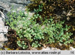 Asplenium ruta-muraria