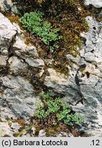 Asplenium ruta-muraria