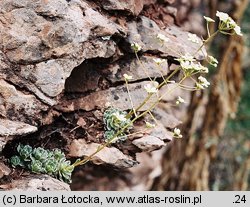 Saxifraga paniculata