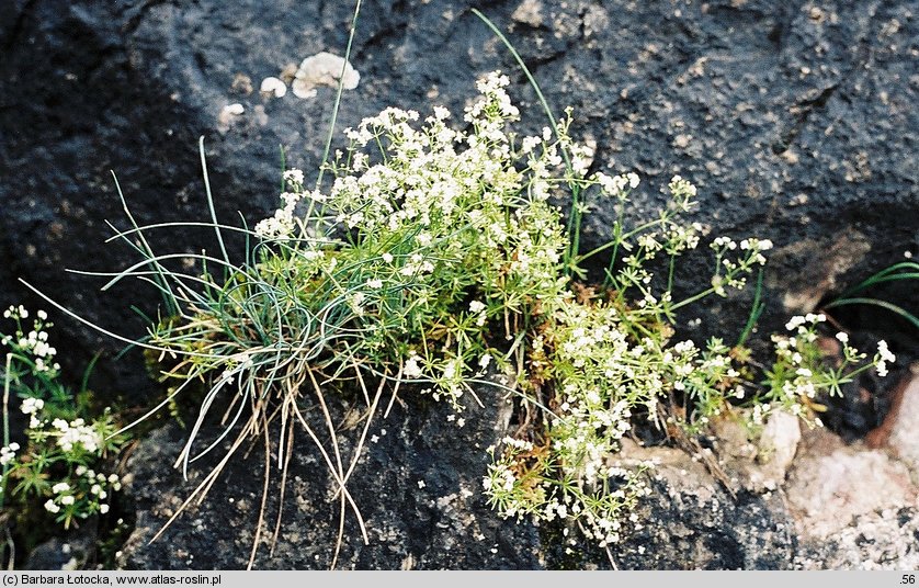 Galium anisophyllon