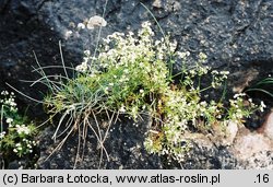 Galium anisophyllon