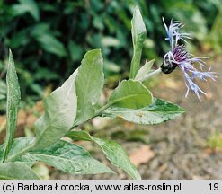 Centaurea mollis (chaber miękkowłosy)