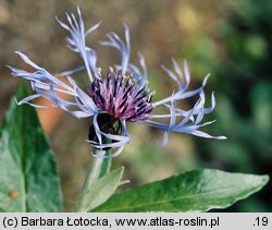 Centaurea mollis (chaber miękkowłosy)