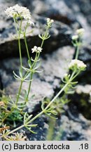 Galium anisophyllon