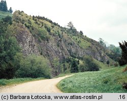 Juniperus communis ssp. communis