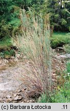 Myricaria germanica (września pobrzeżna)