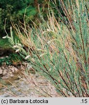 Myricaria germanica (września pobrzeżna)