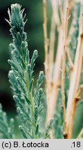 Myricaria germanica (września pobrzeżna)