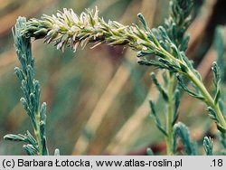 Myricaria germanica (września pobrzeżna)