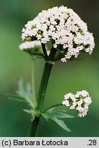 Valeriana simplicifolia