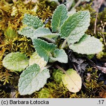 Salvia verticillata (szałwia okręgowa)