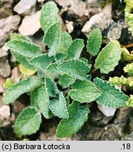 Salvia verticillata (szałwia okręgowa)