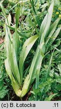 Colchicum autumnale (zimowit jesienny)