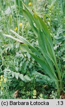 Colchicum autumnale (zimowit jesienny)