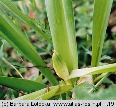 Colchicum autumnale (zimowit jesienny)