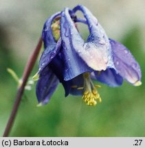 Aquilegia vulgaris (orlik pospolity)