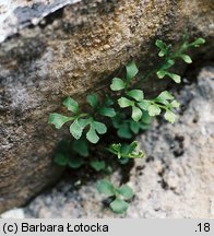 Asplenium ruta-muraria (zanokcica murowa)