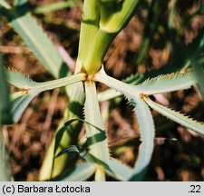 Falcaria vulgaris