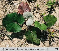 Tussilago farfara (podbiał pospolity)