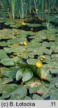 Nuphar lutea