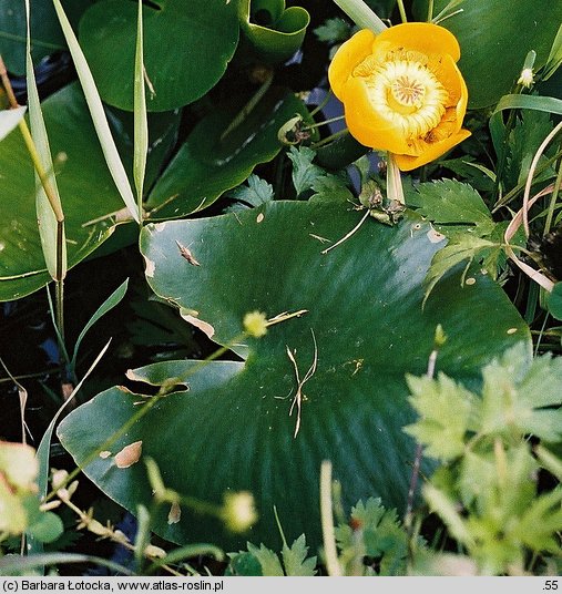 Nuphar lutea