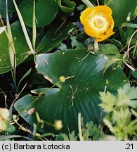 Nuphar lutea