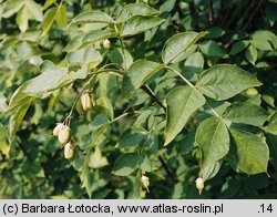 Staphylea pinnata (kłokoczka południowa)