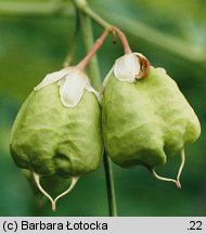 Staphylea pinnata (kłokoczka południowa)