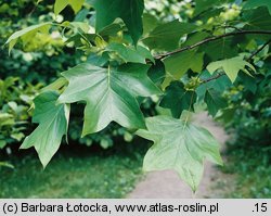 Liriodendron tulipifera