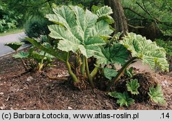 Gunnera manicata