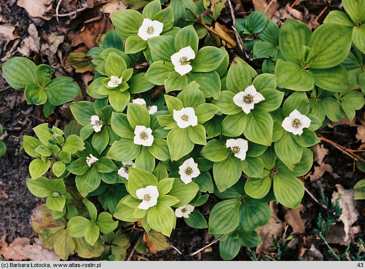 Cornus suecica