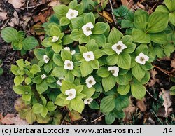 Cornus suecica