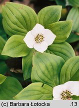 Cornus suecica