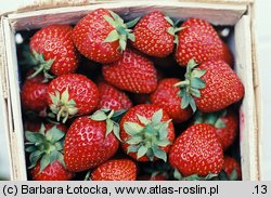 Fragaria xananassa