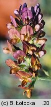 Medicago ×varia (lucerna pośrednia)