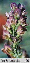 Medicago ×varia (lucerna pośrednia)