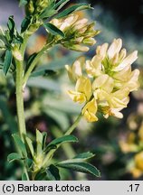 Medicago ×varia (lucerna pośrednia)