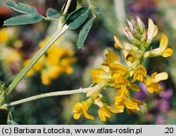 Medicago ×varia (lucerna pośrednia)