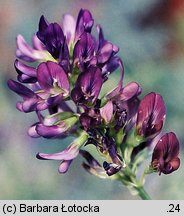 Medicago ×varia (lucerna pośrednia)