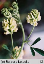 Medicago ×varia (lucerna pośrednia)