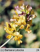 Medicago ×varia (lucerna pośrednia)