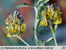 Medicago ×varia (lucerna pośrednia)