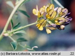 Medicago ×varia (lucerna pośrednia)