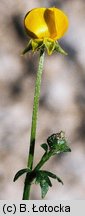 Ranunculus bulbosus