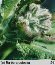 Borago officinalis (ogórecznik lekarski)