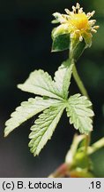 Potentilla reptans