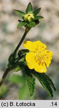 Potentilla reptans